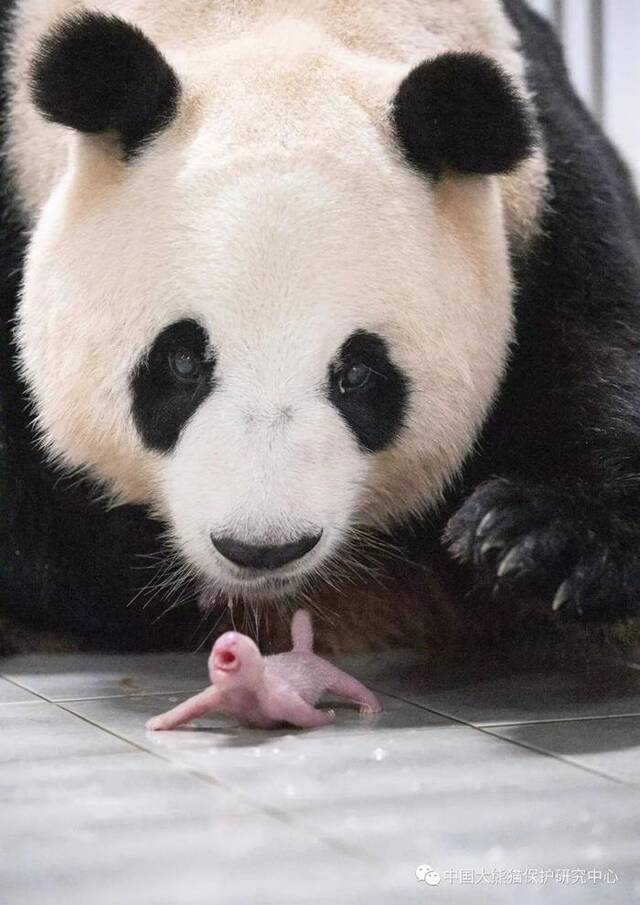 旅韩大熊猫“华妮”产下一对雌性双胞胎幼崽