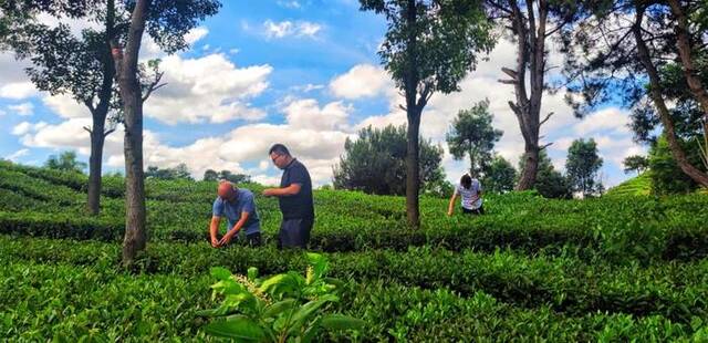 7月5日，当地农业干部在查看茶叶长势。新华社记者潘德鑫摄