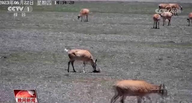 藏羚羊的迁徙之路展现人与自然和谐共生 勾勒生态系统轮廓