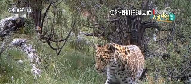 三江源国家公园生态保护力度加大 野生动物种群显著增加