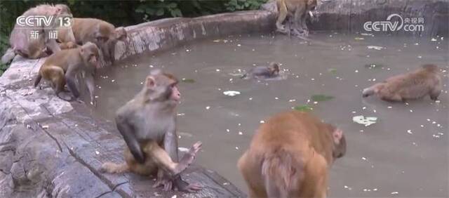 酷暑炎炎 野生猕猴结伴戏水消暑场面热闹