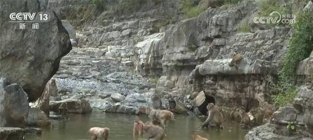 酷暑炎炎 野生猕猴结伴戏水消暑场面热闹