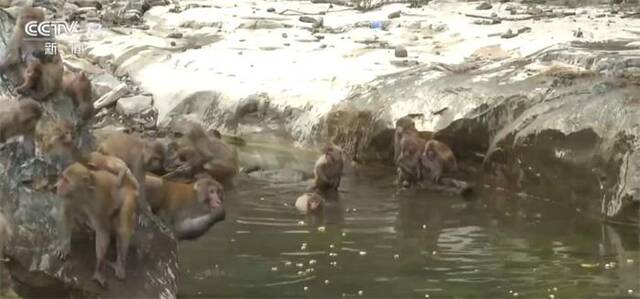 酷暑炎炎 野生猕猴结伴戏水消暑场面热闹