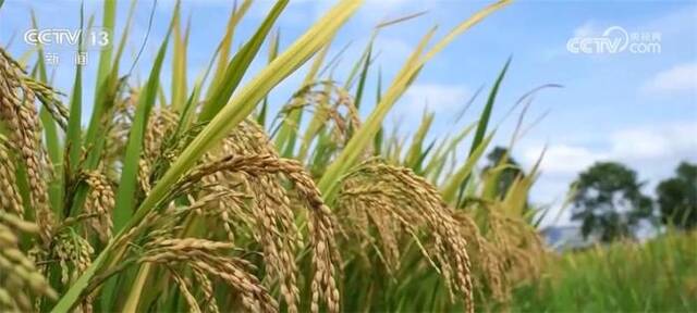 新品种、新技术助力早稻增产 多举措保障粮食颗粒归仓