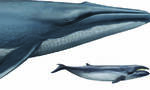 研究人员终于解决了关于侏儒露脊鲸进化起源的长达数十年的争议