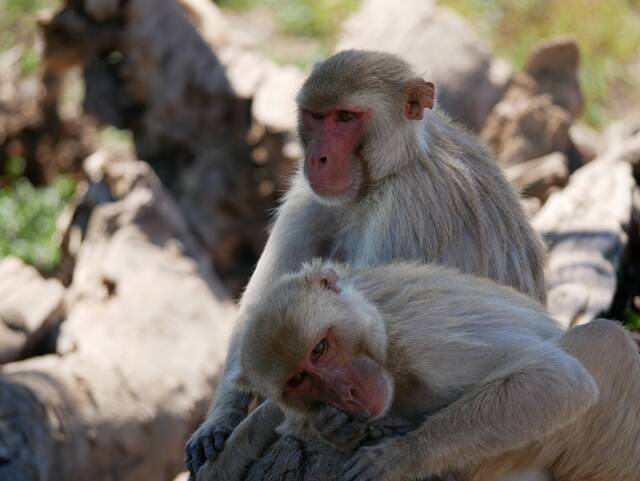 研究表明同性性行为在猕猴中普遍存在并具有遗传性