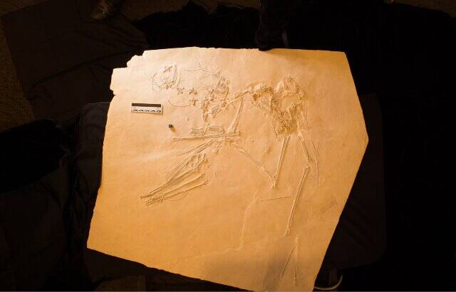 德国巴伐利亚出土名叫“猫王”的新飞行爬行动物翼龙化石Petrodactyle wellnhoferi