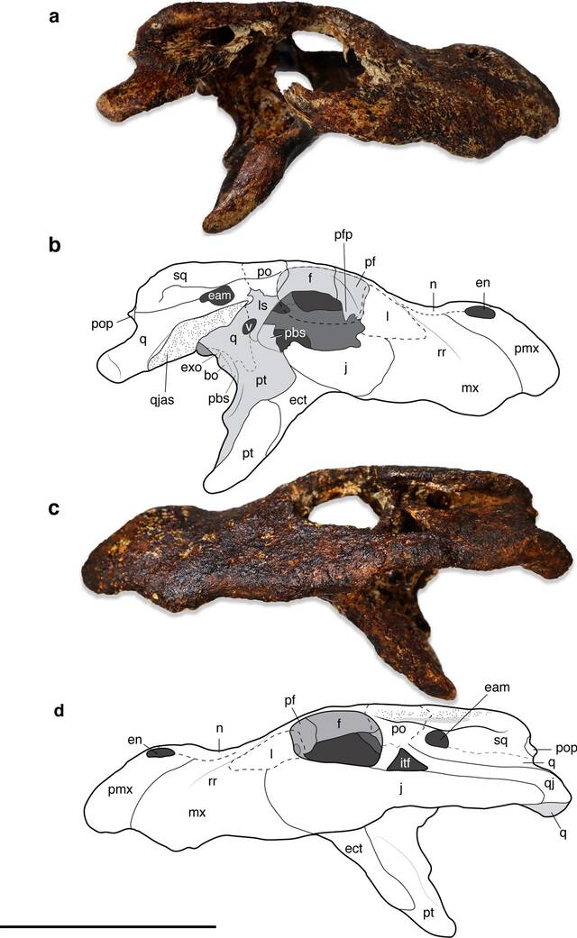 泰国新发现一种古代短吻鳄Alligator munensis与中国扬子鳄关系密切