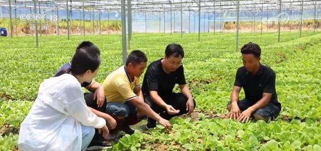 各蔬菜种植区多措并举保障百姓夏季“菜篮子”供应