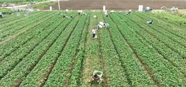 各蔬菜种植区多措并举保障百姓夏季“菜篮子”供应