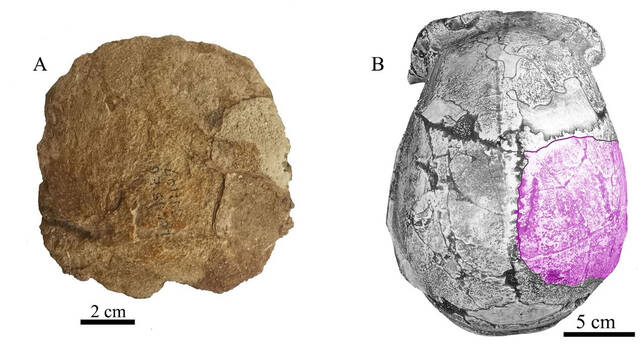 周口店的北京人遗址新发现古人类顶骨化石