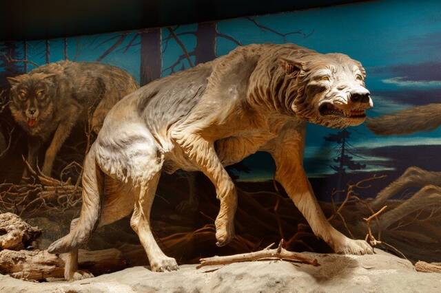 研究发现冰河时期的剑齿虎和恐狼患有关节疾病