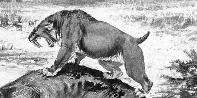 研究发现冰河时期的剑齿虎和恐狼患有关节疾病