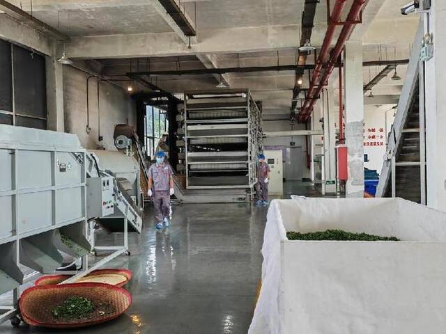 望丰乡三角田村的茶叶加工厂正在生产夏秋茶（7月6日摄）。新华社记者向定杰摄