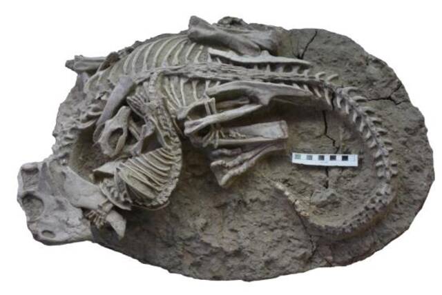 人类首次发现！哺乳动物捕食比它体型大三倍的白垩纪恐龙