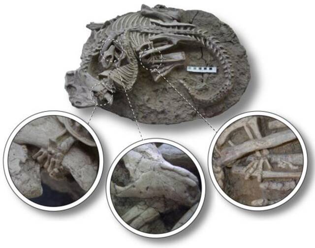 显示缠绕在一起的鹦鹉嘴龙(恐龙)和爬兽(哺乳动物)两具骨架。比例尺等于10厘米。(图片来源:韩刚)