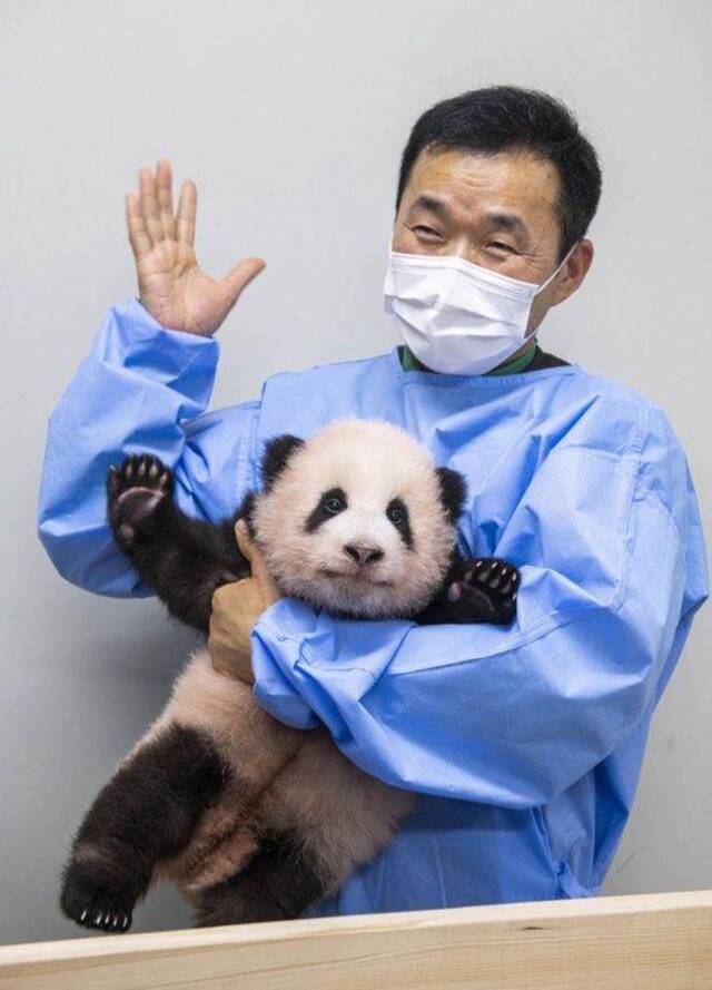 “福宝”与大熊猫饲养员
