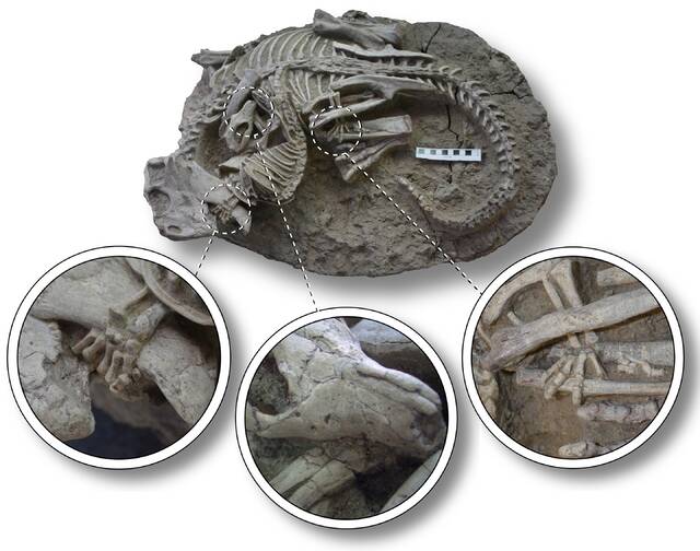 中国不寻常的化石显示哺乳动物攻击恐龙的罕见证据
