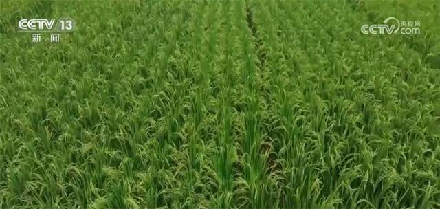 上百万亩再生稻进入灌浆期 多举措确保稳产增产