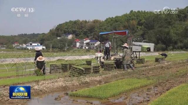 全国早稻收获过八成