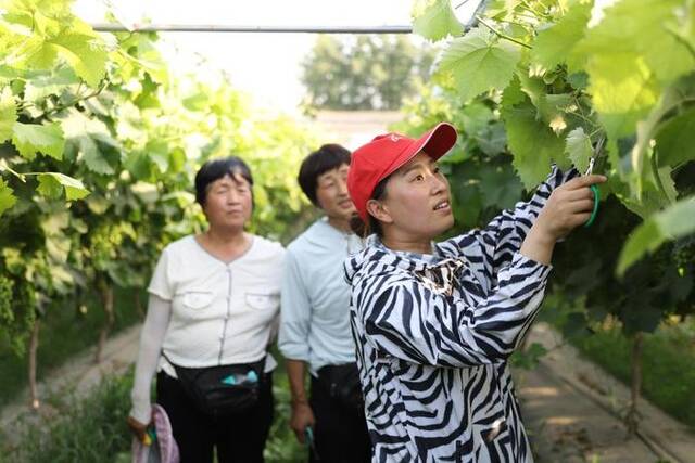 山东省农科院葡萄专家陈迎春（右）在郓城县胡庄村阳光玫瑰葡萄园开展技术指导。（受访单位供图）