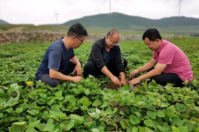 山东省农科院甘薯专家解备涛（中）在调查甘薯生长情况。（受访单位供图）