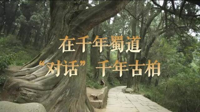 Vlog丨在千年蜀道 “对话”千年古柏