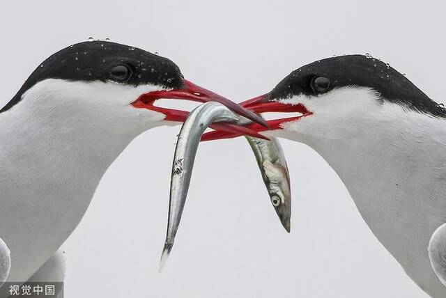 美媒：地球上迁徙时间最长的北极燕鸥更能避开气变风险