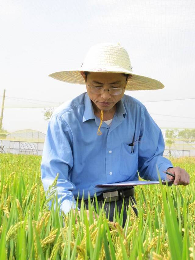 林鸿宣院士在田间观察水稻性状表型