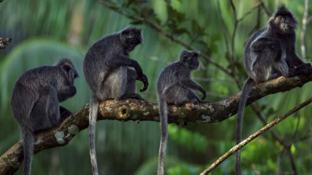 婆罗洲发现神秘“杂交猴子”，能够哺育后代