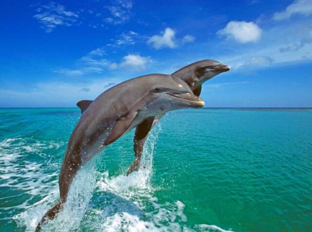 宽吻海豚跃出加勒比海的水面。人们曾观察到雌性海豚通过在其他海豚身上摩擦阴蒂来自慰。