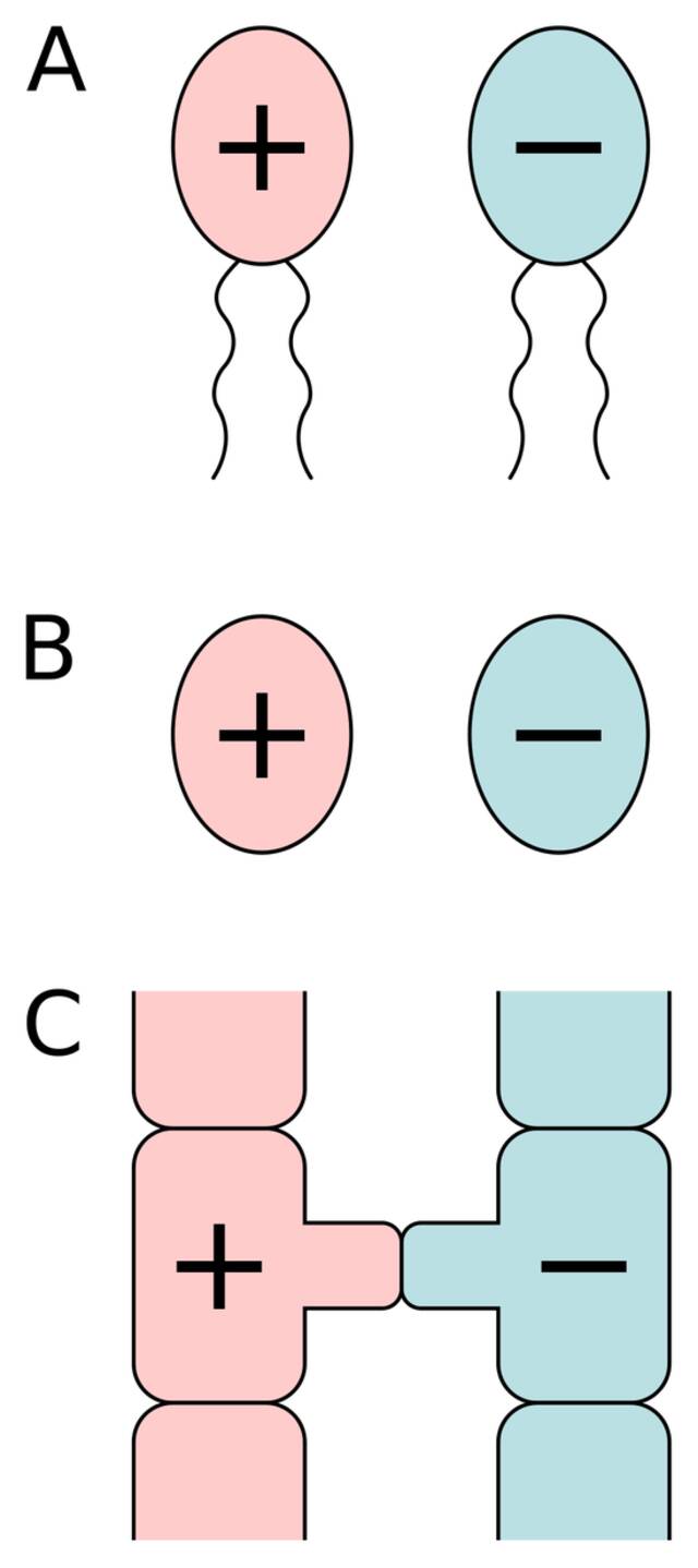 性别，究竟能有几种：2种？上万种？