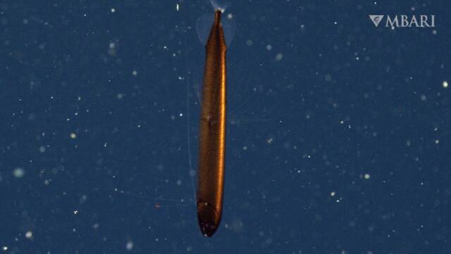 美国海洋深处发现青铜色鳞片的神秘“龙鱼”