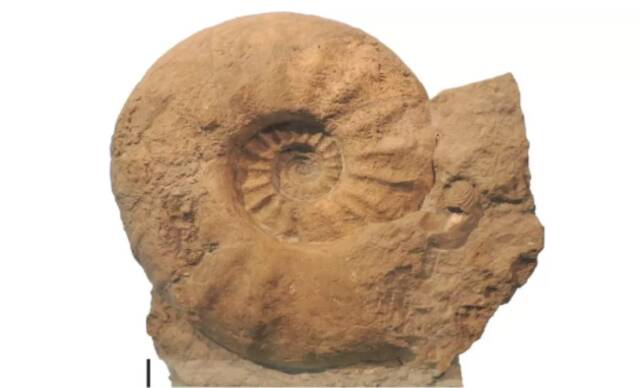 8000万年前人类身体大小的菊石曾生活在大西洋