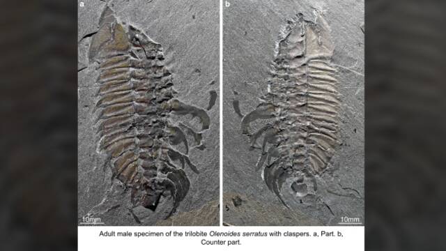 科学家发现史前三叶虫的“交配证据”！