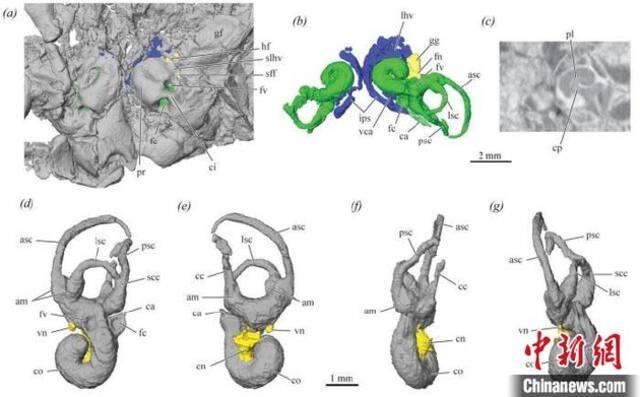 通过传夔兽化石高精度扫描分析，首次重建出早白垩世真兽类的内耳形态。王海冰供图