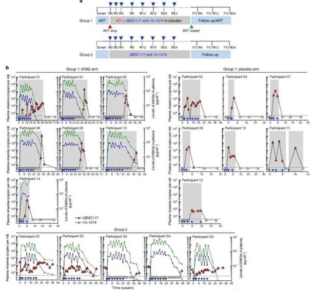 《自然》：艾滋病治疗重磅进展！新疗法有望长期控制病毒水平