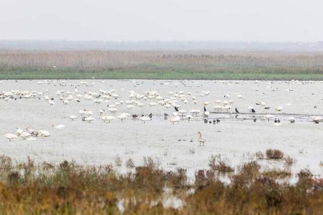 2022年11月22日，国家二级保护动物小天鹅在上海崇明东滩鸟类国家级自然保护区栖息。新华社记者王翔摄