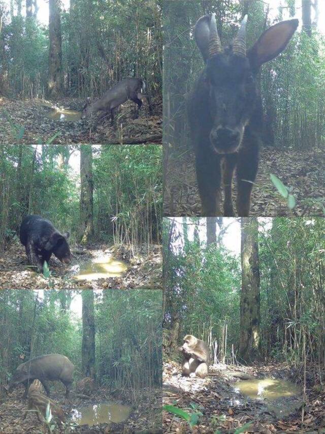 大熊猫国家公园荥经片区红外相机拍摄到的野生动物：毛冠鹿（左上）、黑熊（左中）、野猪（左下）、中华鬣羚（右上）、藏酋猴（右下）。新华社发