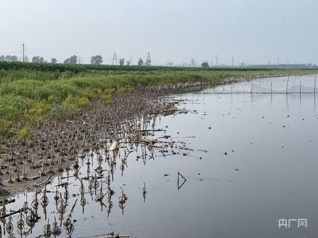 辽宁铁岭大片黑土地遭采煤沉降变洼地，当地农民：农田变4米深水塘