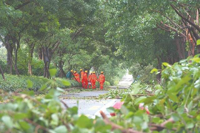 29日，晋江市政、环卫等部门组织人手清理路面倒伏树木和飘落垃圾，加快恢复城市道路的正常通行。本报记者王毅摄