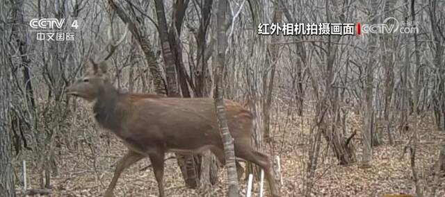 东北虎豹“食谱”上新 生态结构逐年改善