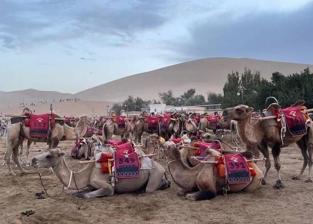 骆驼正趴在地上休息。受访者供图