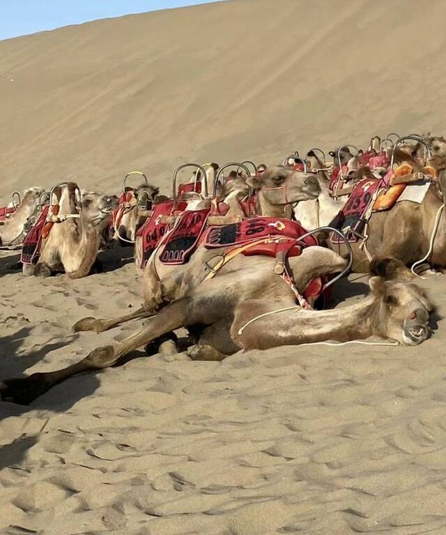 一头骆驼躺在地上休息。受访者供图