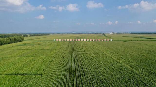 这是吉林省四平市梨树县全国百万亩绿色食品原料(玉米)标准化生产基地核心示范区（无人机照片）。新华社记者张楠摄