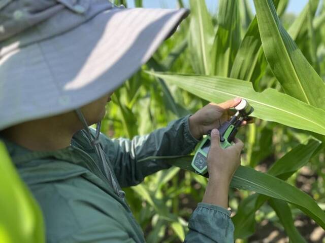 科研人员在田间测植株叶绿素含量。（受访者供图）