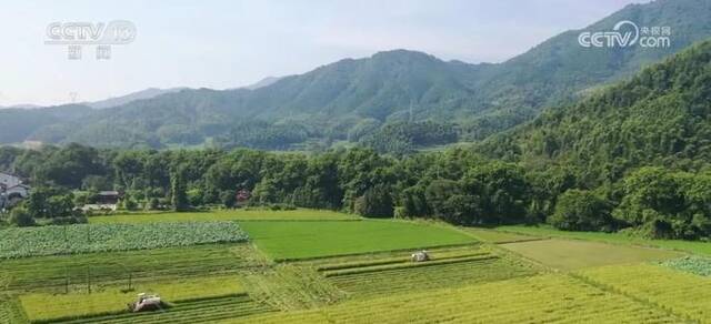 江西大力发展杂交水稻制种亲本繁殖 筑牢粮食安全基础