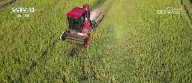 广东推广新品种、新技术 助力早稻稳产增收