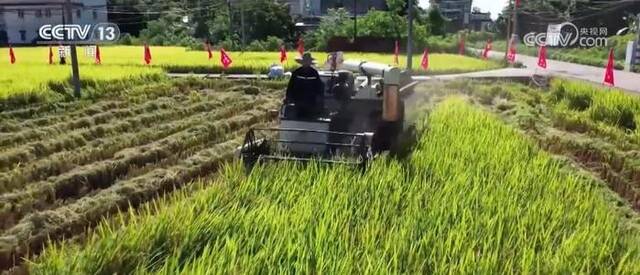 广东推广新品种、新技术 助力早稻稳产增收