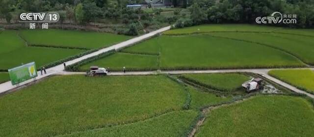重庆大规模机械化作业 水稻收割按下“快进键”